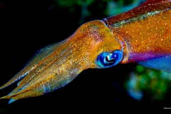 AMK_5295.jpg
