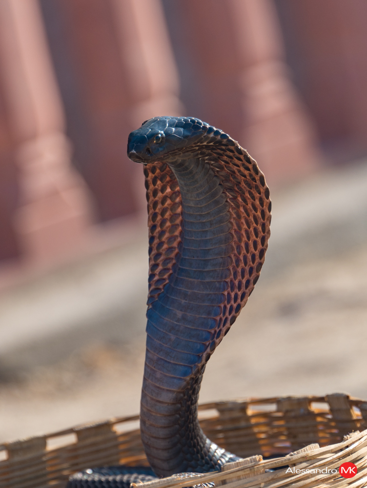 Jaipur-7