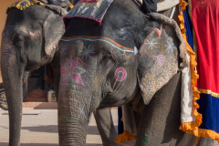 Jaipur-12
