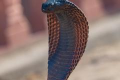 Jaipur-7